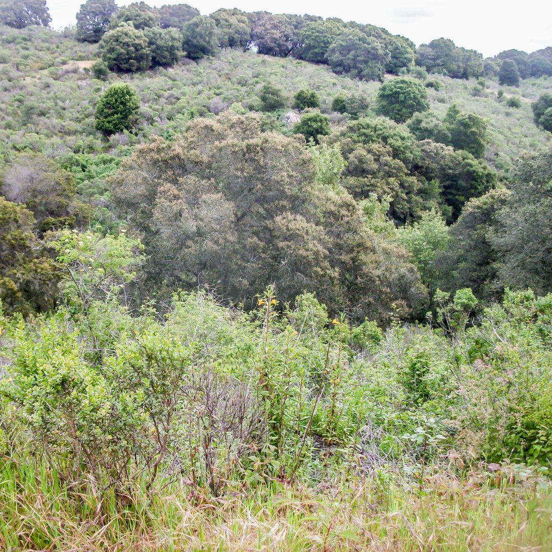 What Does The Land Buying Process Look Like? AGT Properties