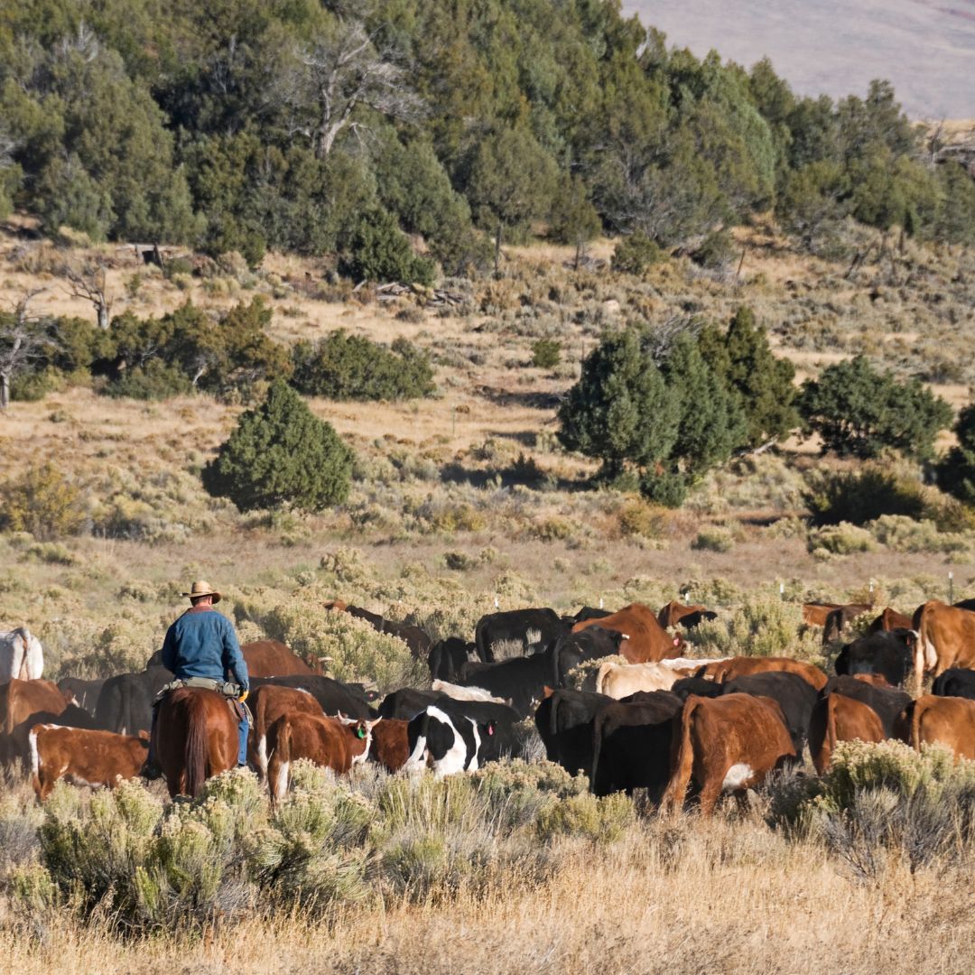 What You Should Know About Developing Raw Land in New Mexico AGT