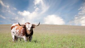 longhorn in Texas ranch